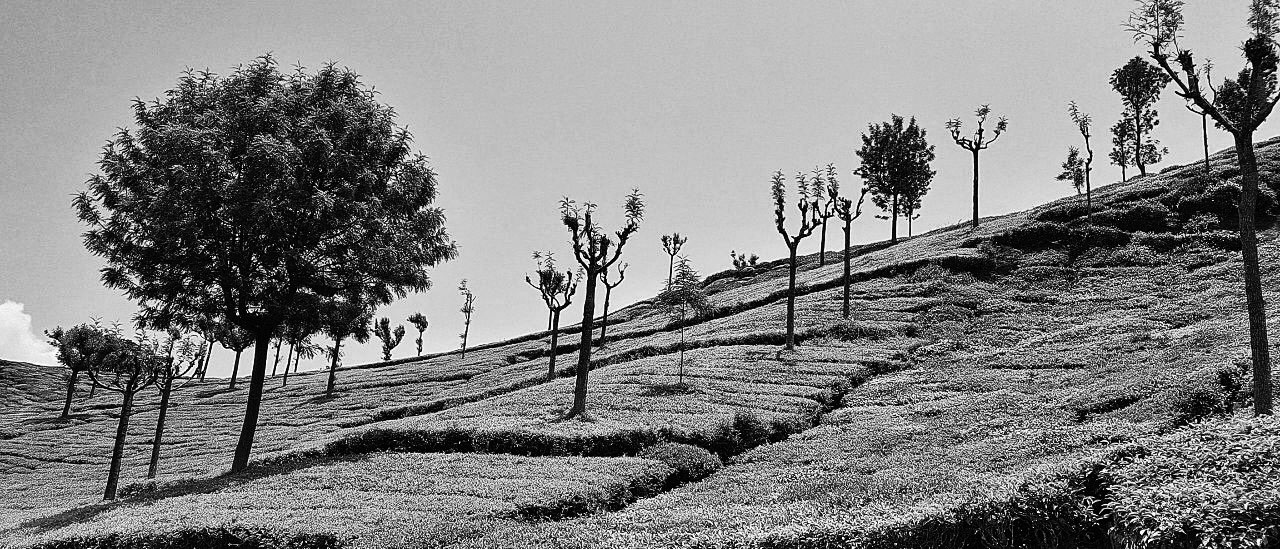 tea-estate2bw tea-estate2bw