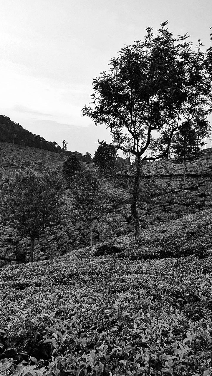 tea-estatebw tea-estatebw